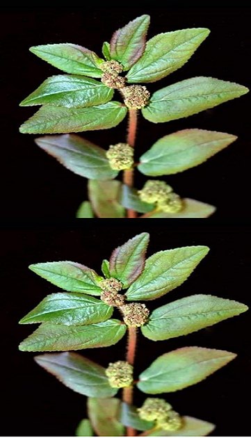 The Plant You See in the Picture Is One of the Most Miraculous Plants in the World