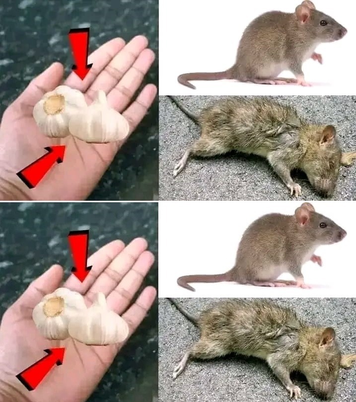 A Simple Method for Eliminating Rats