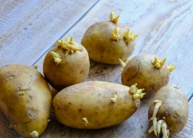 Are sprouted potatoes safe to eat? Here’s everything you need to know