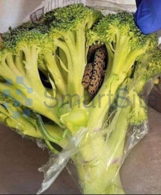 Shocking Encounter: Man’s Horrifying Discovery Inside Bag of Aldi-Bought Broccoli